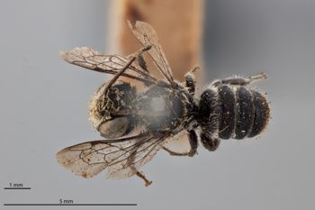 Media type: image;   Entomology 790128 Aspect: habitus dorsal view
